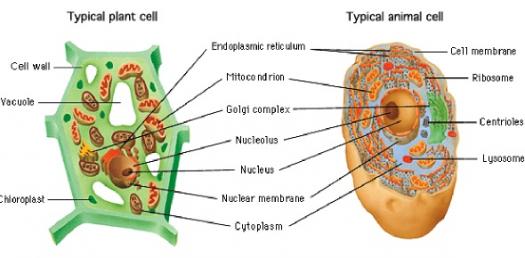Structure of Plant Cell and Animal Cell - Entri Blog
