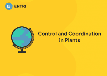 C and C in plants