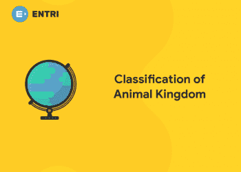 Classification of animal kingdom