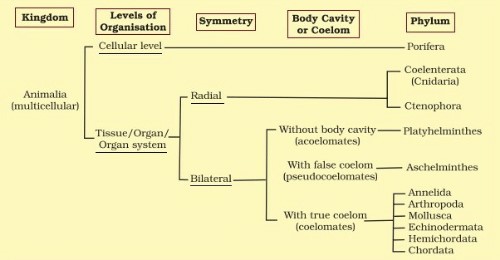 levels-of-kingdomm-body-cavity-or-coelom-symmetry-phylum-organisation-53312491
