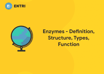 Enzymes - Definition, Structure, Types, Function