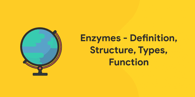 Enzymes - Definition, Structure, Types, Function