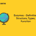 Enzymes - Definition, Structure, Types, Function