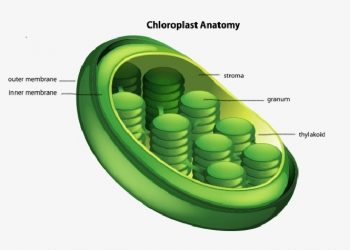 Chloroplast Anatomy 
