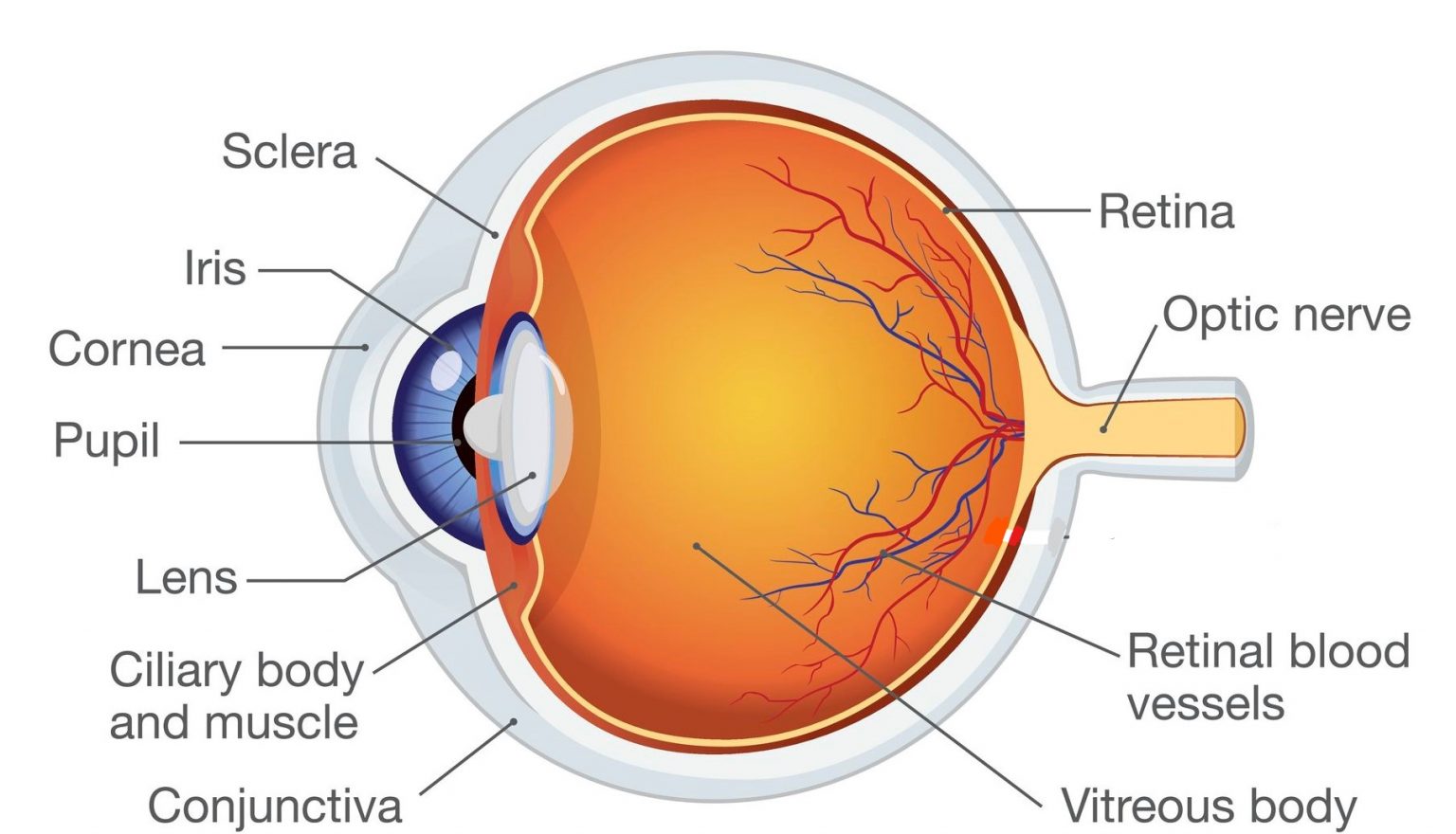 Human Eye – Structure, Parts, Function - Entri Blog