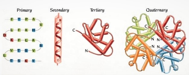 enzyme-catalysis-4-638