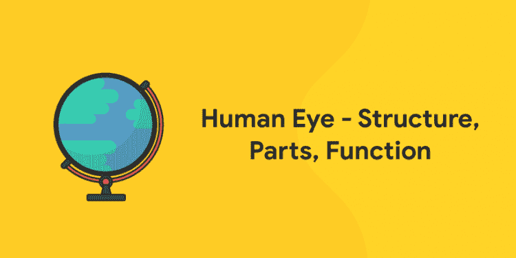 human Eye- Structure, Parts, function