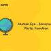 human Eye- Structure, Parts, function