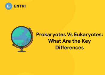 Prokaryotes Vs Eukaryotes: What Are the Key Differences