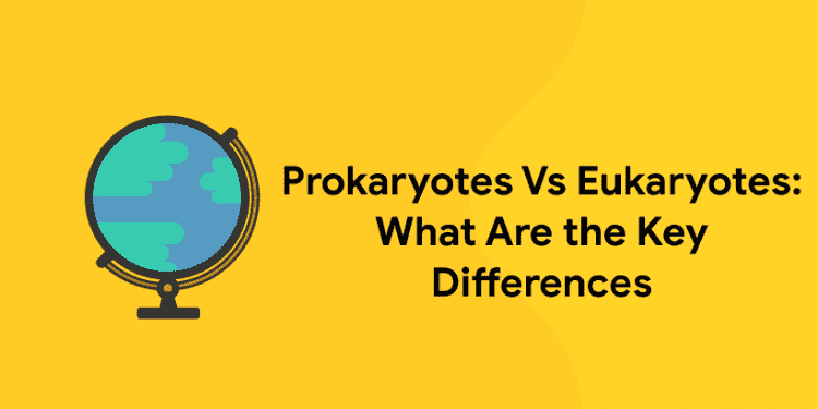 Prokaryotes Vs Eukaryotes: What Are the Key Differences