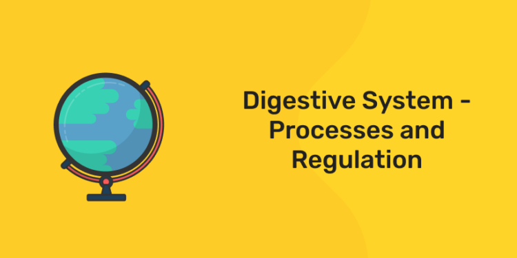 Digestive System - Processes and Regulation