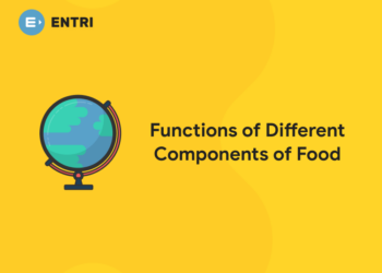 Functions of Different Components of Food