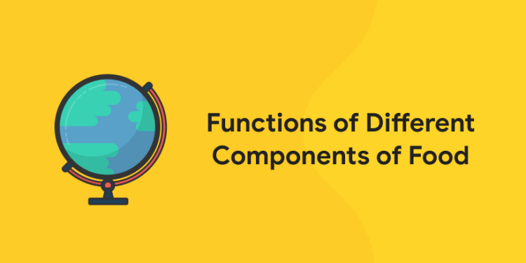 Functions of Different Components of Food
