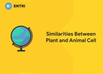 Similarities Between Plant and Animal Cell