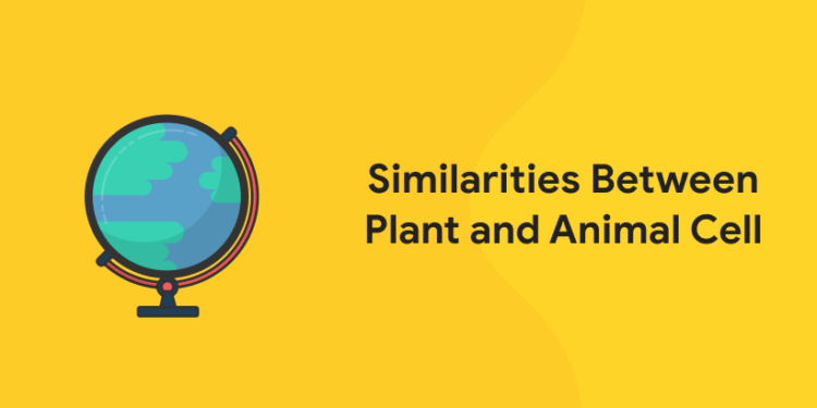 Similarities Between Plant and Animal Cell