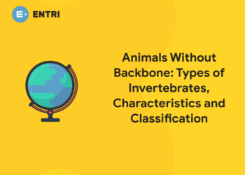 Animals Without Backbone - Types of Invertebrates, Characteristics and Classification