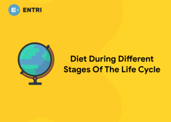 Diet During Different Stages Of The Life Cycle