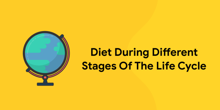 Diet During Different Stages Of The Life Cycle