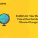 Explained; How Much Forest Can Combat Climate Change