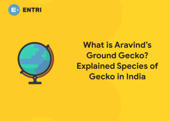 What is Aravind’s Ground Gecko? Explained Species of Gecko in India
