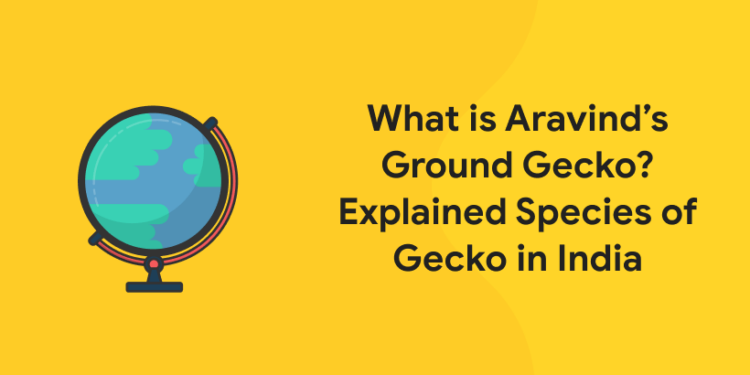 What is Aravind’s Ground Gecko? Explained Species of Gecko in India