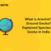 What is Aravind’s Ground Gecko? Explained Species of Gecko in India
