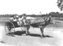 oxcart