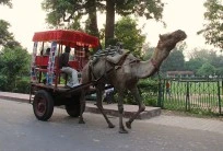 camel cart