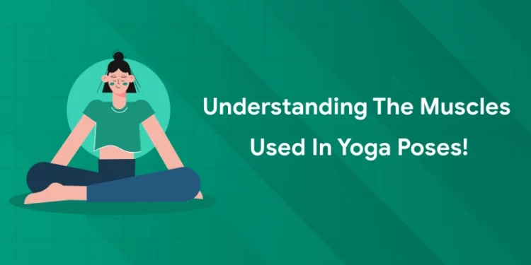 Understanding the Muscles Used in Yoga Poses
