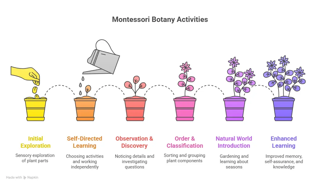Key Montessori Principles Used in Botany Activities