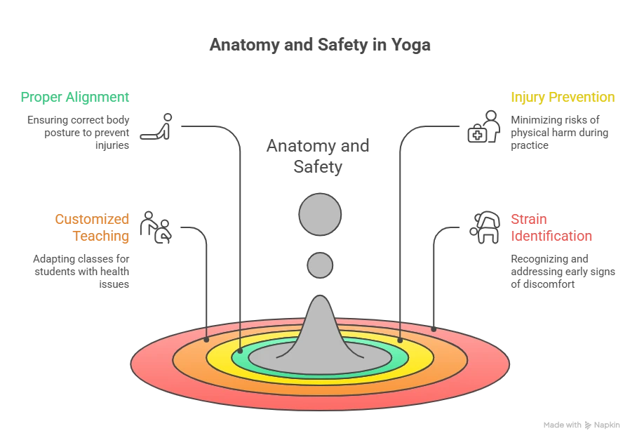anatomy and saftey in yoga
