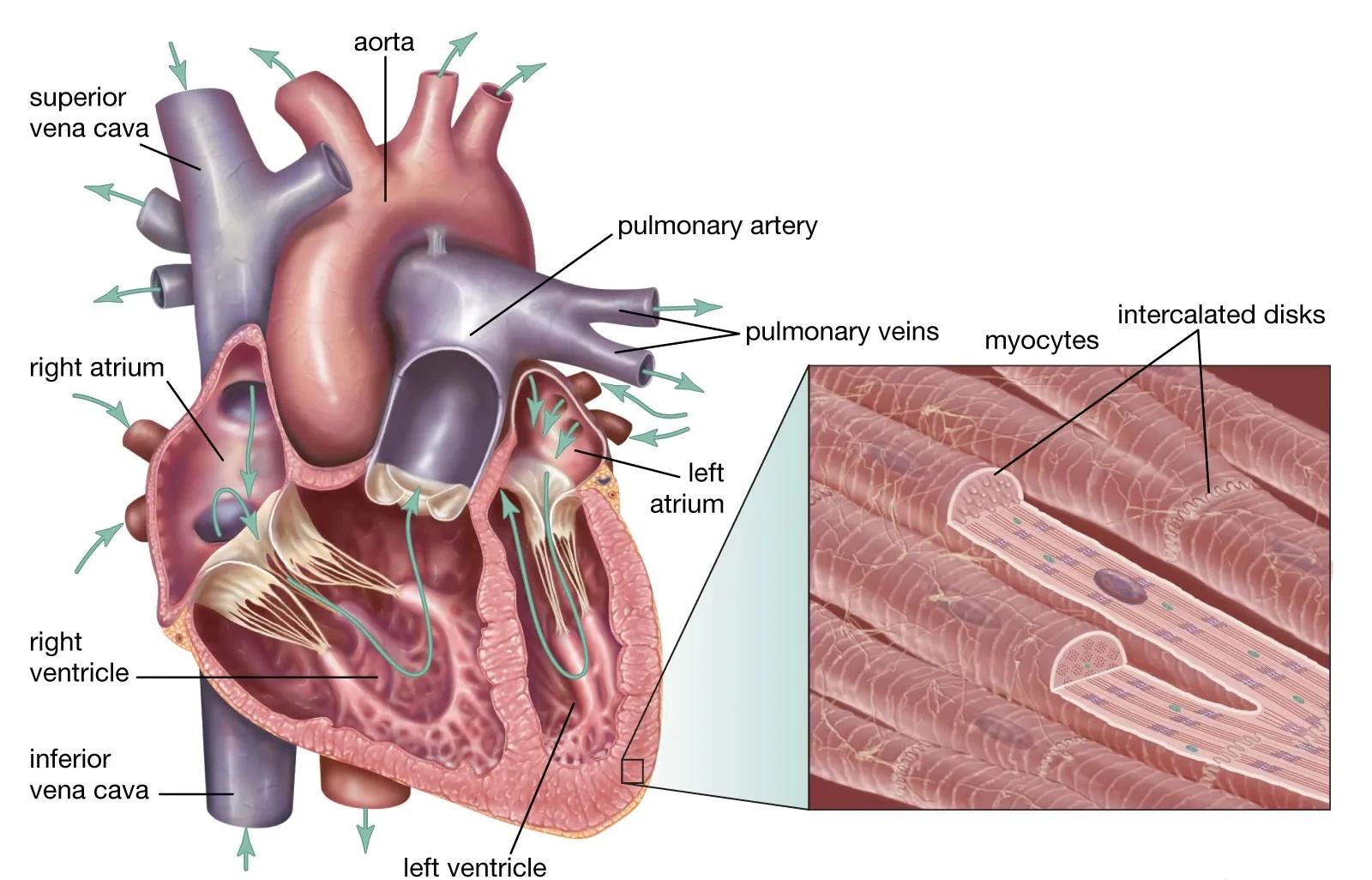 Cardiac Muscle1