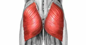 squat - glutueas maximus