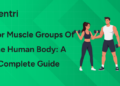 Major Muscle Groups of the Human Body A Complete Guide