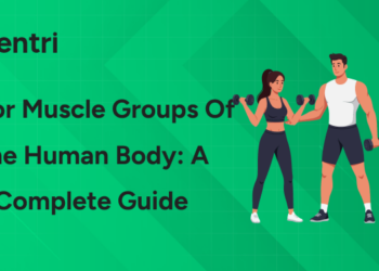 Major Muscle Groups of the Human Body A Complete Guide