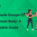Major Muscle Groups of the Human Body A Complete Guide