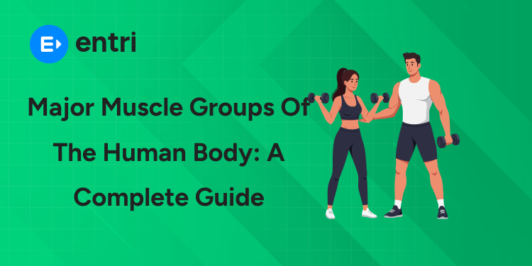 Major Muscle Groups of the Human Body A Complete Guide
