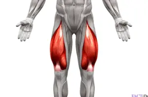 squat - quadriceps