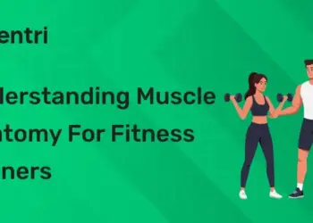 Understanding Muscle Anatomy for Fitness Trainers