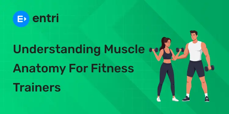 Understanding Muscle Anatomy for Fitness Trainers