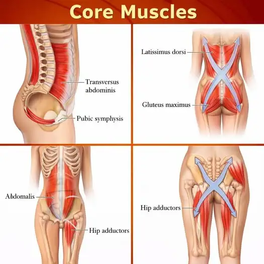🔸 Deep Core Muscles
