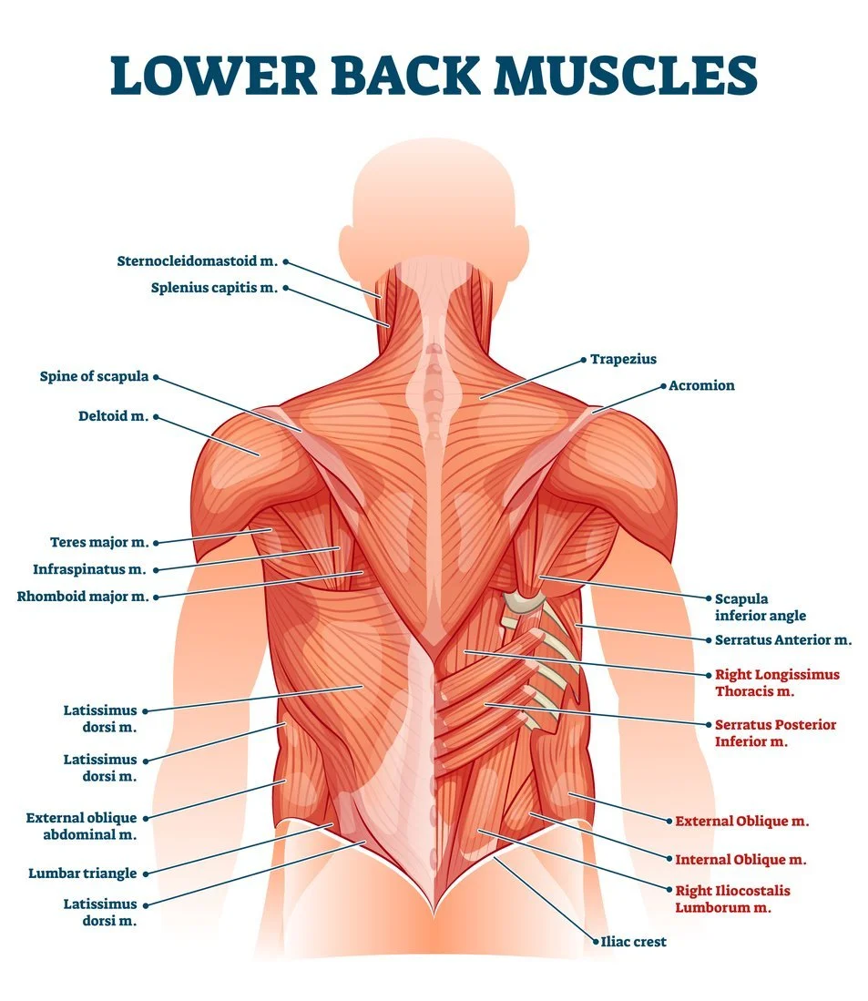🔸 Lower Back Muscles