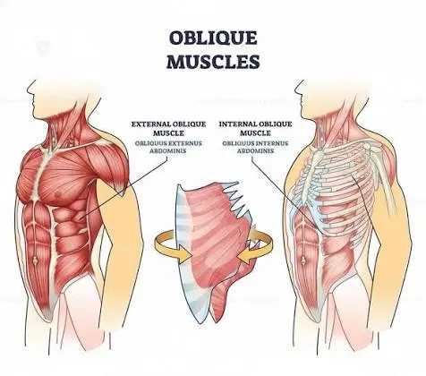 🔸 Side Muscles (Obliques)